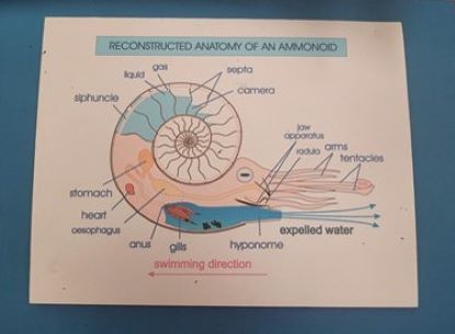 Cross section diagram of an ammonoid's anatomy.